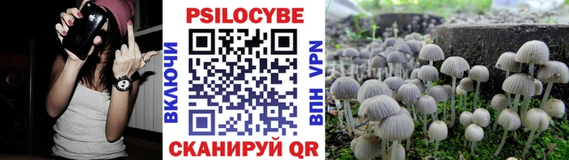 продажа наркотиков  Кологрив  Псилоцибиновые грибы Psilocybine cubensis 